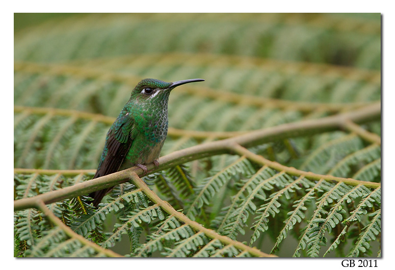 VIOLET-FRONTED BRILLIANT